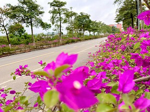 Đẩy nhanh tiến độ giải phóng mặt bằng Dự án ĐTXD Trường Đại học Việt Nhật ở Khu Công nghệ cao Hòa Lạc